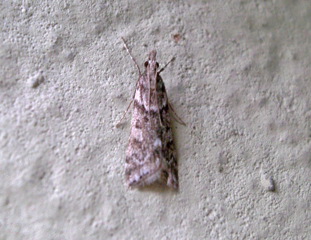 Scoparia ambigualis?